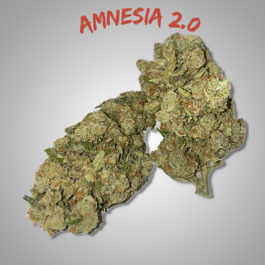 Amnesia 2.0